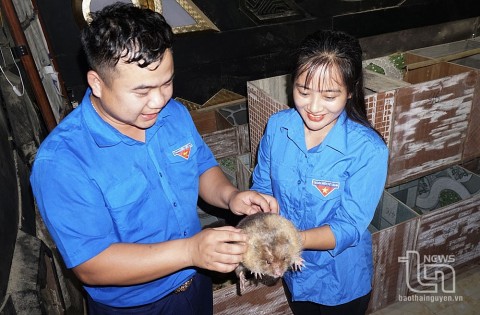 thai nguyen nhieu mo hinh kinh te hieu qua voi phong trao thanh nien lap nghiep