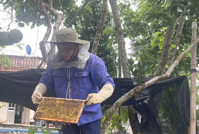 Anh Phạm Văn Toàn, Giám đốc HTX sản xuất và tiêu thụ sản phẩm nông nghiệp Phạm An, xã Hưng Thi (Lạc Thủy) kiểm tra quy trình nuôi ong lấy mật của các hộ thành viên. Anh Phạm Văn Toàn, Giám đốc HTX sản xuất và tiêu thụ sản phẩm nông nghiệp Phạm An, xã Hưng Thi (Lạc Thủy) kiểm tra quy trình nuôi ong lấy mật của các hộ thành viên.