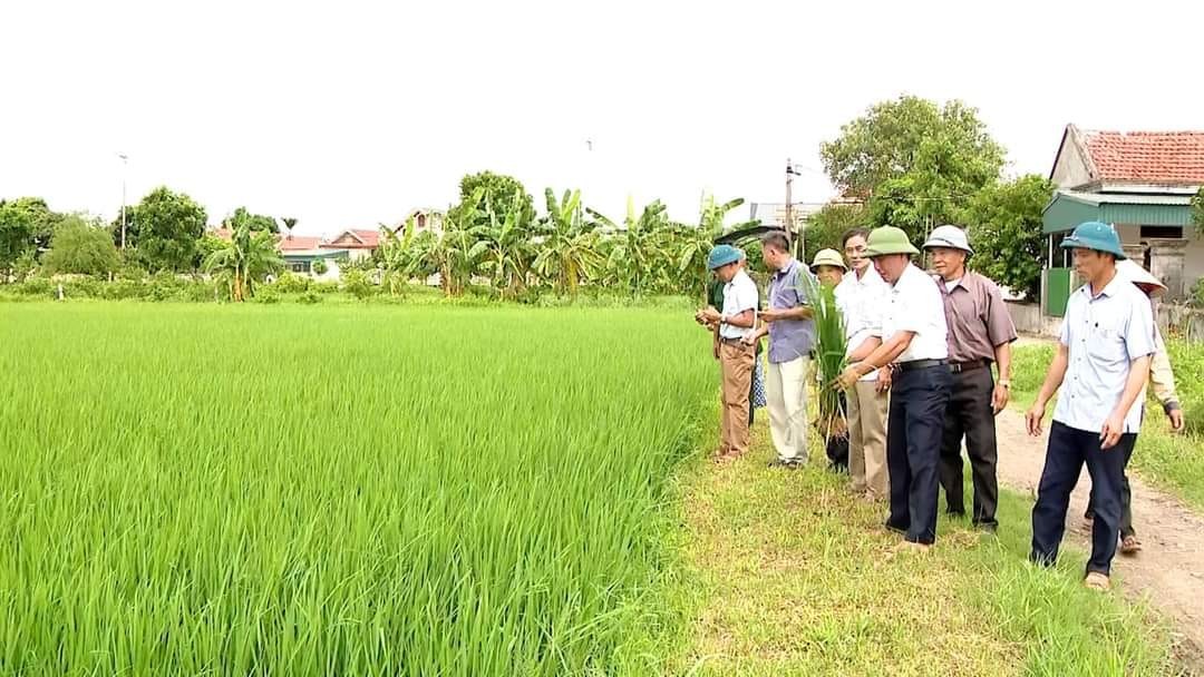 Yên Khánh xây dựng thương hiệu lúa hữu cơ chất lượng cao Yên Khánh xây dựng thương hiệu lúa hữu cơ chất lượng cao