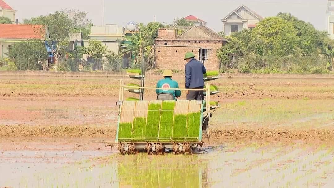 Yên Khánh xây dựng thương hiệu lúa hữu cơ chất lượng cao Yên Khánh xây dựng thương hiệu lúa hữu cơ chất lượng cao