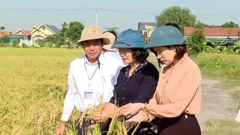 Yên Khánh xây dựng thương hiệu lúa hữu cơ chất lượng cao