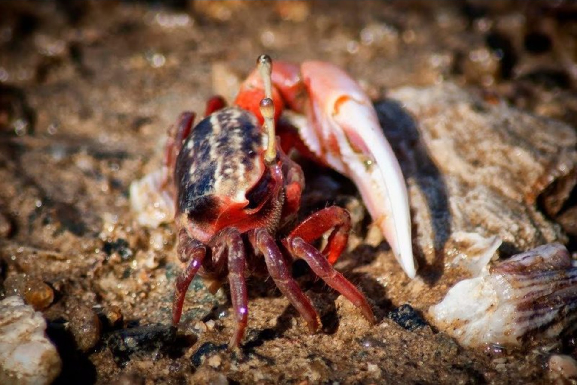 Hương vị quê hương ẩn chứa trong nghề sản xuất Mắm Còng Hương vị quê hương ẩn chứa trong nghề sản xuất Mắm Còng