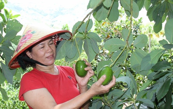 Nhờ chuyển sang trồng cây ăn quả kinh tế gia đình bà Nguyễn Thị Kim Thanh ở thôn Ma Rớ, xã Phước Thành ngày càng phát triển