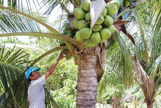 Vườn dừa của gia đình ông Đặng Văn Thạnh ở thôn Đá Ba Cái phát triển xanh tốt. Ảnh: Phan Thanh
