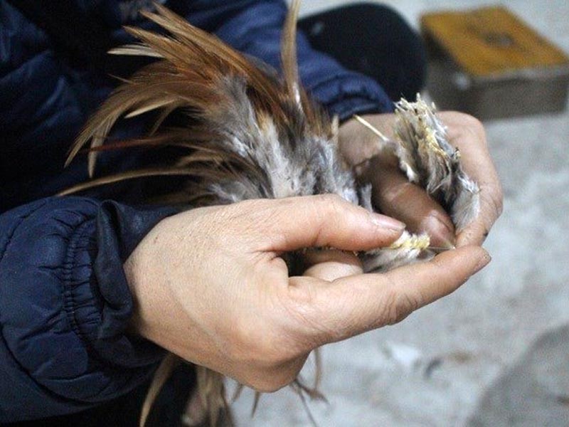 Lông gà được khâu thủ công bằng tay vào các sợi chỉ dù nên rất bền. Lông gà được khâu thủ công bằng tay vào các sợi chỉ dù nên rất bền.