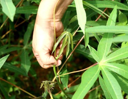 Công nghệ số chìa khóa mở cánh cửa nông nghiệp hiện đại Công nghệ số chìa khóa mở cánh cửa nông nghiệp hiện đại