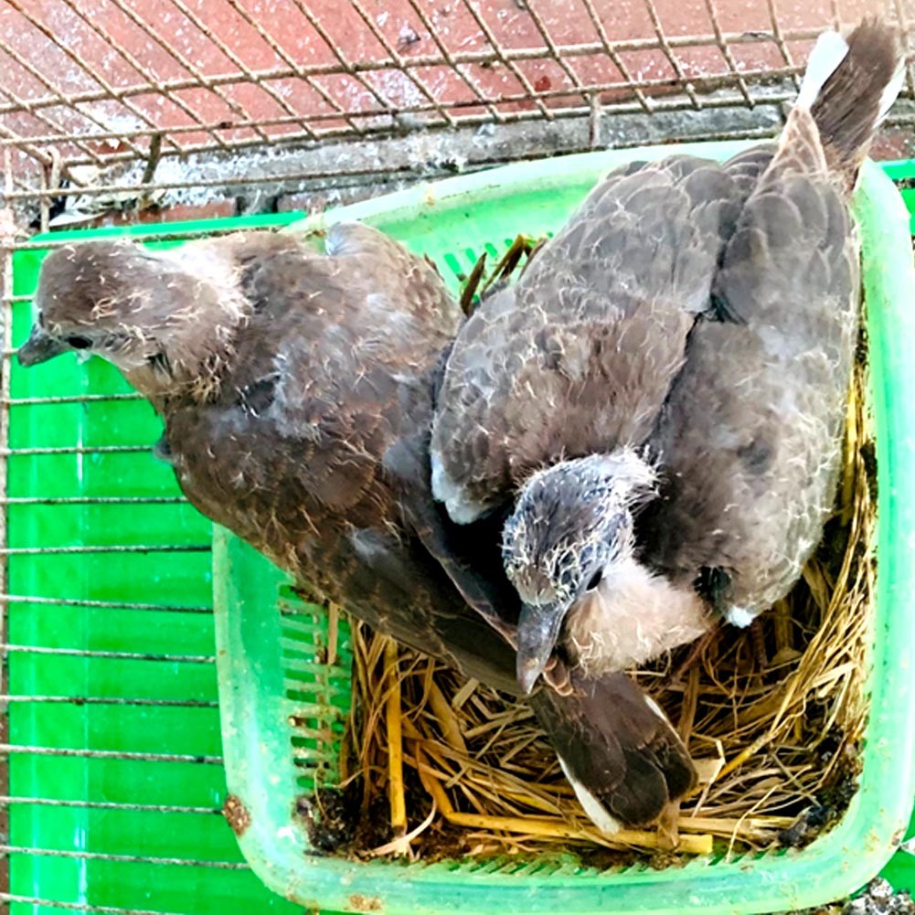 Làm giàu từ nuôi chim cu gáy sinh sản