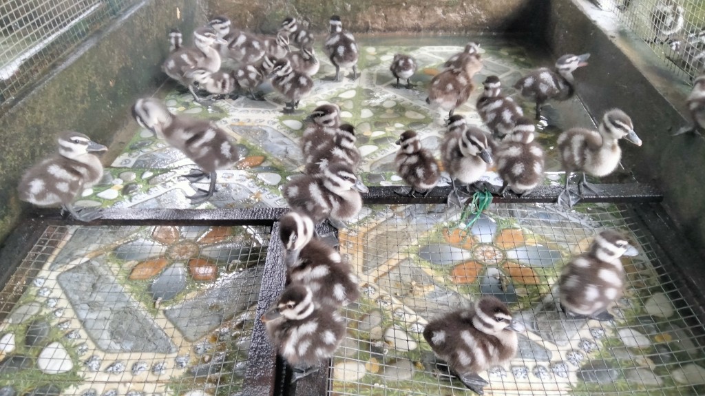 Long An: Thu nhập hàng trăm triệu đồng nhờ nuôi chim le le