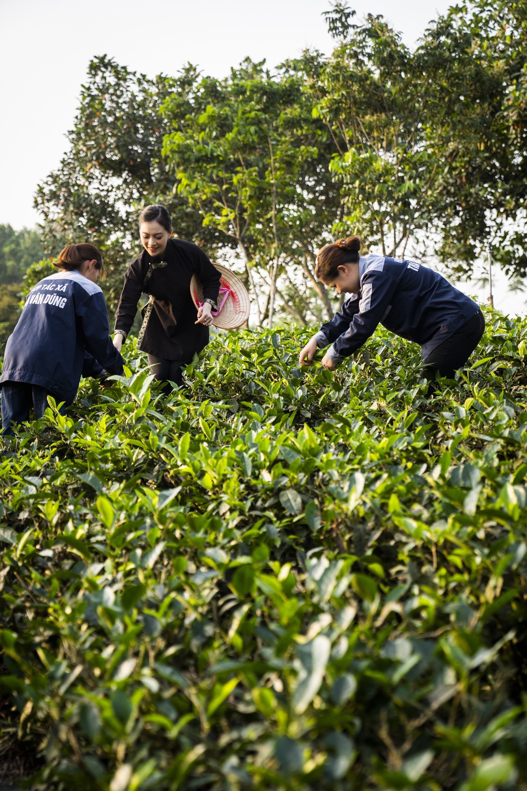 Trà sen Vân Dũng  tự hào thương hiệu chè Thái Nguyên Trà sen Vân Dũng  tự hào thương hiệu chè Thái Nguyên