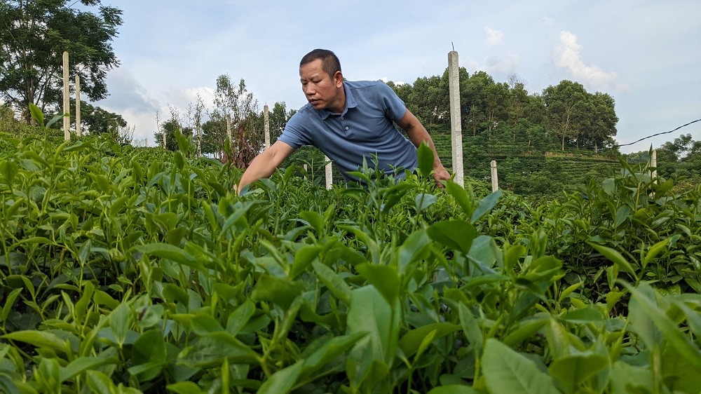 Nỗ lực của người nghệ nhân ở Làng nghề chè Cụm Khe Cốc Nỗ lực của người nghệ nhân ở Làng nghề chè Cụm Khe Cốc