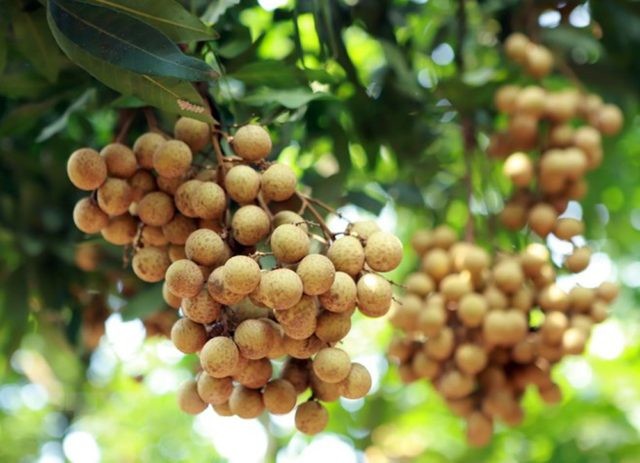 Nhãn lồng Phố Hiến - Hưng Yên đặc sản nổi tiếng Nhãn lồng Phố Hiến - Hưng Yên đặc sản nổi tiếng