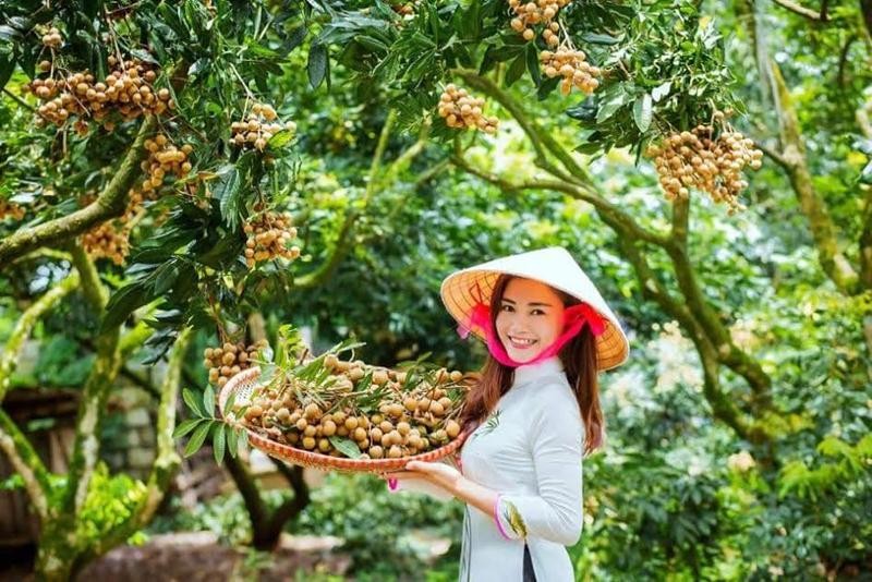 Nhãn lồng Phố Hiến - Hưng Yên đặc sản nổi tiếng
