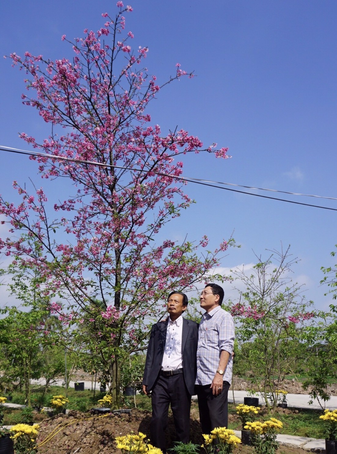 Gặp nghệ nhân trồng, nhân giống thành công cây hoa anh đào tại Việt Nam Gặp nghệ nhân trồng, nhân giống thành công cây hoa anh đào tại Việt Nam