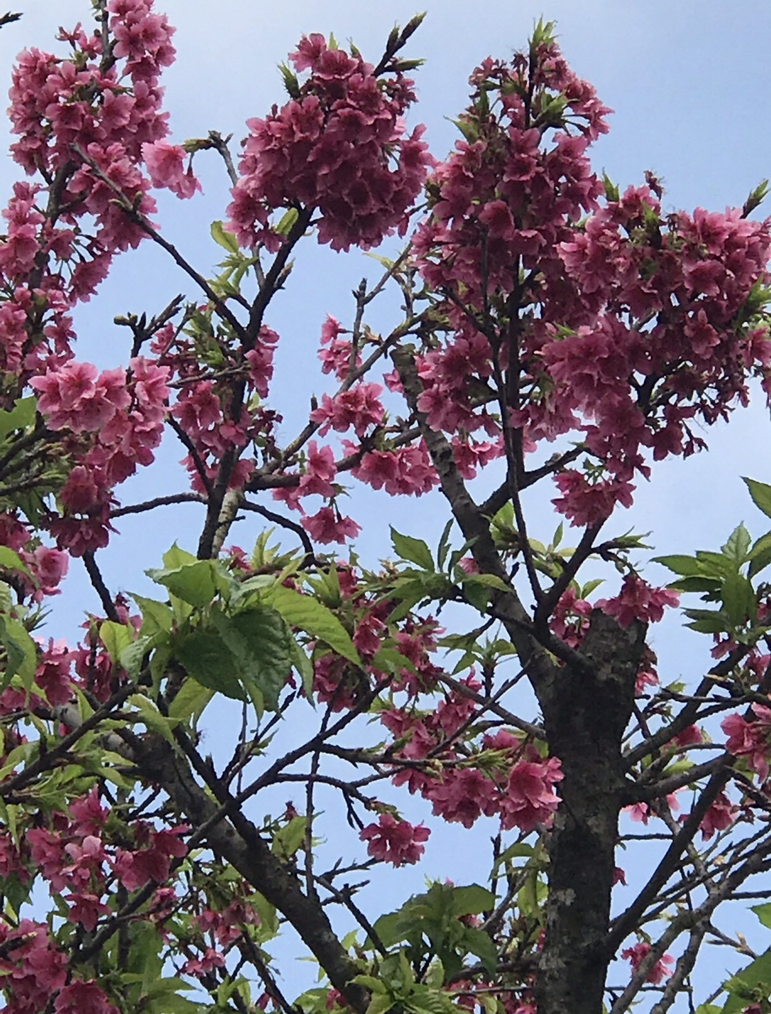 Gặp nghệ nhân trồng, nhân giống thành công cây hoa anh đào tại Việt Nam Gặp nghệ nhân trồng, nhân giống thành công cây hoa anh đào tại Việt Nam