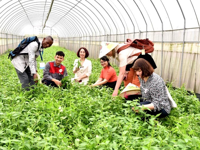 Mô hình trồng rau hữu cơ của Công ty TNHH Hương Việt Sinh.