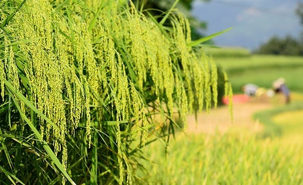 “Gió thổi mùa thu hương cốm mới”