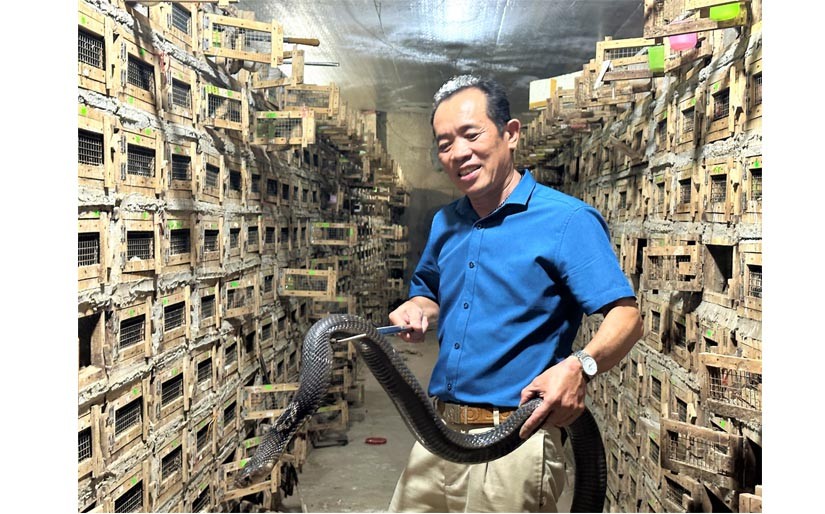 Triển vọng của nghề nuôi rắn ở Vĩnh Sơn