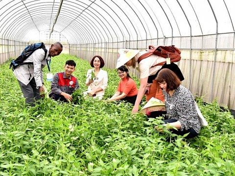 Long Biên (Hà nội): Phát huy nội lực trong sản xuất, tiêu thụ sản phẩm OCOP
