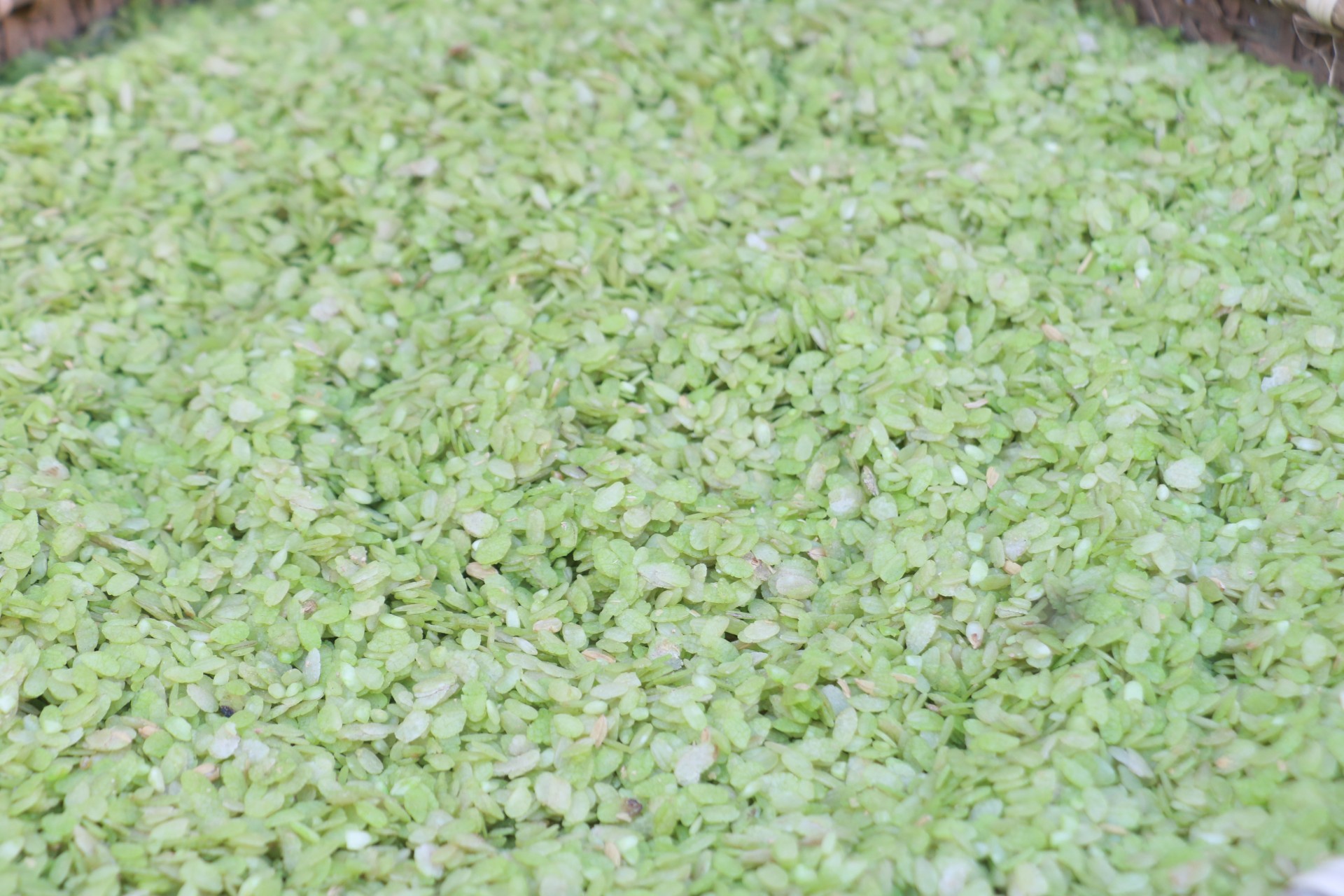 Cốm làng Thạc nồng nàn hương vị của mùa thu Cốm làng Thạc nồng nàn hương vị của mùa thu