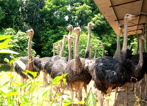 Tại huyện Ba Vì, hiện đã có hơn 200 hộ chăn nuôi đà điểu với số lượng hàng chục nghìn con trên địa bàn.