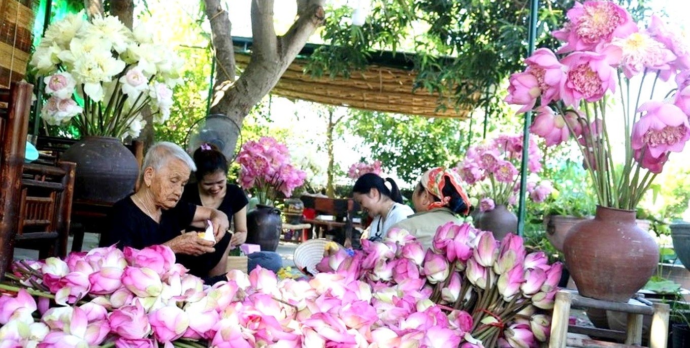 Người dân làng Sen sơ chế các sản phẩm tách ra từ hoa sen Người dân làng Sen sơ chế các sản phẩm tách ra từ hoa sen