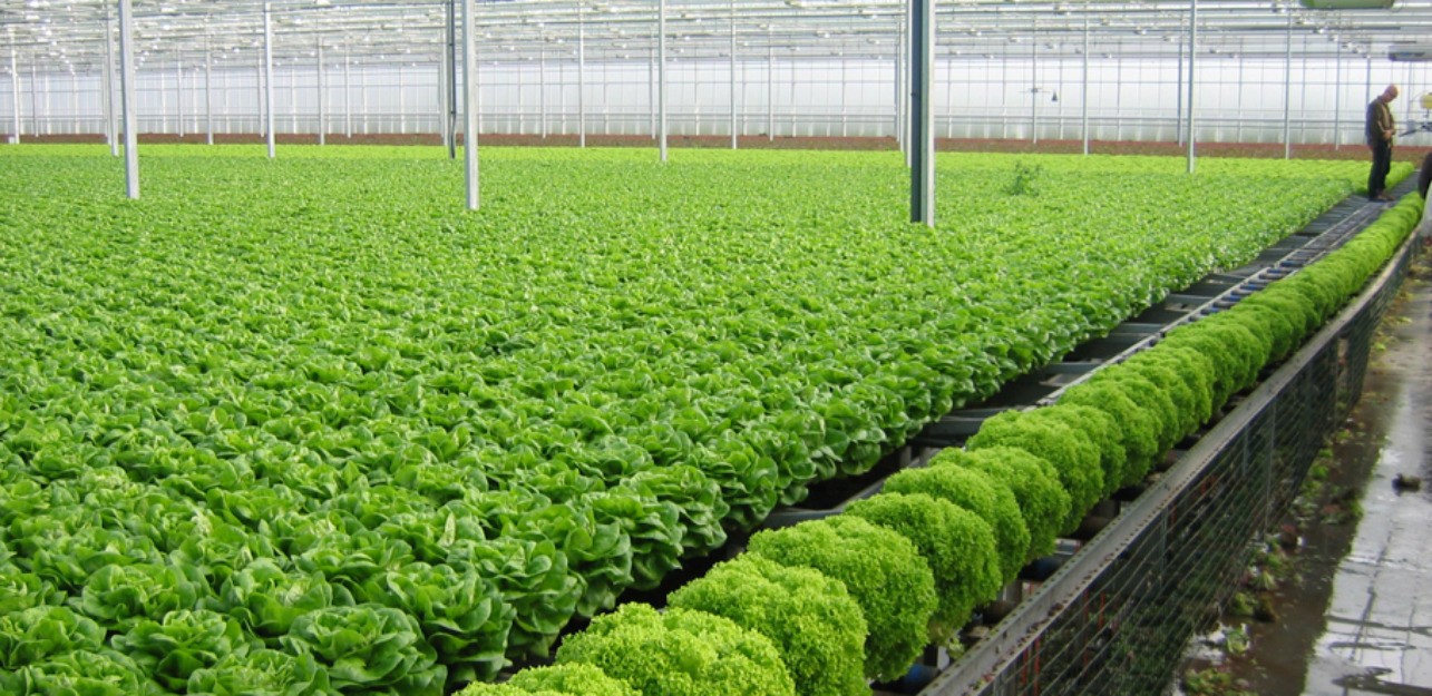 Xây dựng thương hiệu OCOP - Nâng cao giá trị sản phẩm truyền thống Xây dựng thương hiệu OCOP - Nâng cao giá trị sản phẩm truyền thống