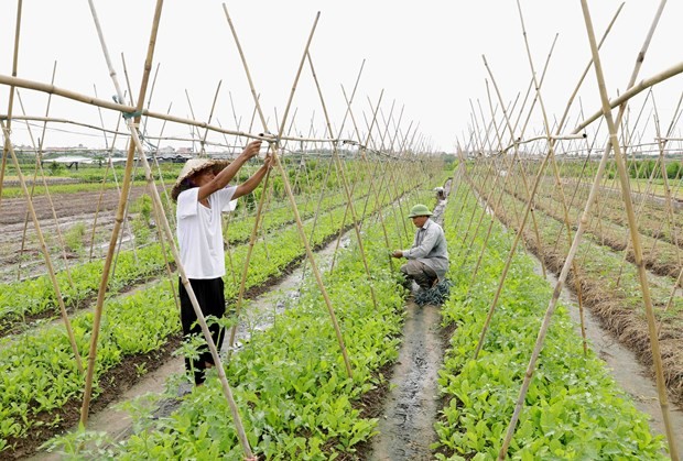 Hà Nội: 200 hộ nông dân, Hợp tác xã tham gia diễn đàn “Nhịp cầu nhà nông” Hà Nội: 200 hộ nông dân, Hợp tác xã tham gia diễn đàn “Nhịp cầu nhà nông”