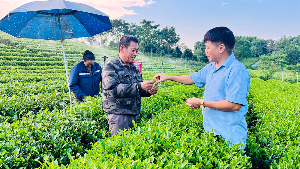 Chuyện về một làng nghề chè truyền thống