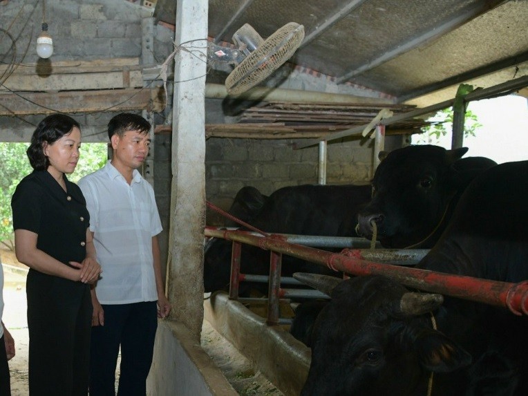 Cán bộ Hội Nông dân huyện Gia Viễn thăm mô hình nuôi bò của ông Trần Văn Lân. Cán bộ Hội Nông dân huyện Gia Viễn thăm mô hình nuôi bò của ông Trần Văn Lân.