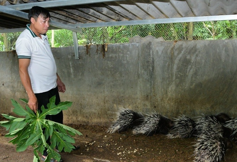 Ông Đinh Văn Hồng thành công với mô hình nuôi nhím, mỗi năm xuất bán 130 con giống và 30 con nhím thịt. Ông Đinh Văn Hồng thành công với mô hình nuôi nhím, mỗi năm xuất bán 130 con giống và 30 con nhím thịt.