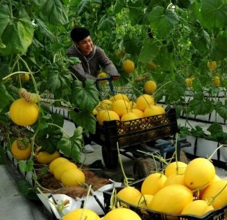 Thanh Hoá: Hợp tác xã phát triển nhờ chú trọng chương trình mỗi xã một sản phẩm OCOP