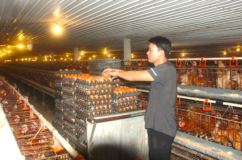 Mô hình gà đẻ trứng của anh Kiều Văn Hiện ở xã Đồng Trúc