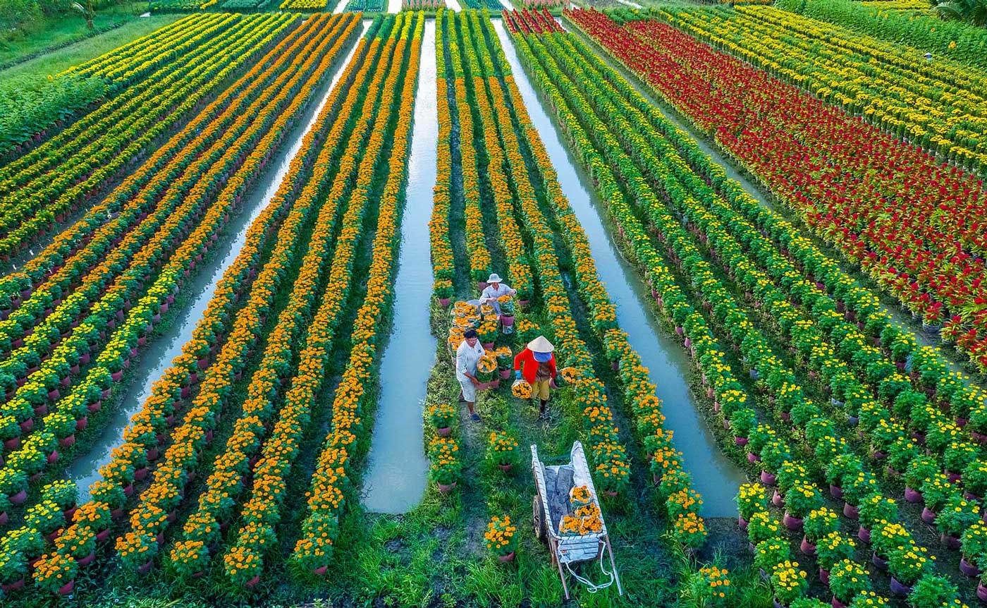 Hà Nội: Quản lý vùng nông nghiệp an toàn - Hướng tới mục tiêu kép