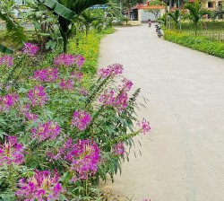 Hoà Bình: Những con đường hoa tươi đẹp