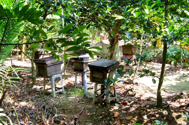Nghề nuôi ong lấy mật hiệu quả kinh tế cao Nghề nuôi ong lấy mật hiệu quả kinh tế cao