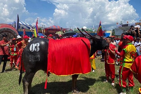 Lễ hội chọi trâu truyền thống Đồ Sơn “Nhà vô địch” có thể hình lớn nhất trong lịch sử lễ hội
