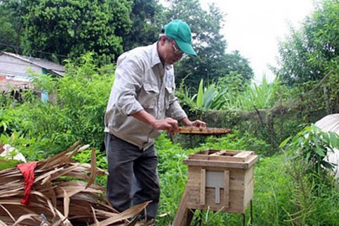 Nghề nuôi ong lấy mật hiệu quả kinh tế cao