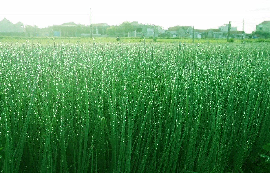 Phúc Thọ : Đẩy mạnh phát triển các nông sản chủ lực Phúc Thọ : Đẩy mạnh phát triển các nông sản chủ lực