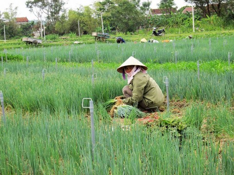 Phúc Thọ : Đẩy mạnh phát triển các nông sản chủ lực