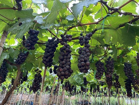 Đan Phượng:Phát huy thế mạnh nông nghiệp địa phương