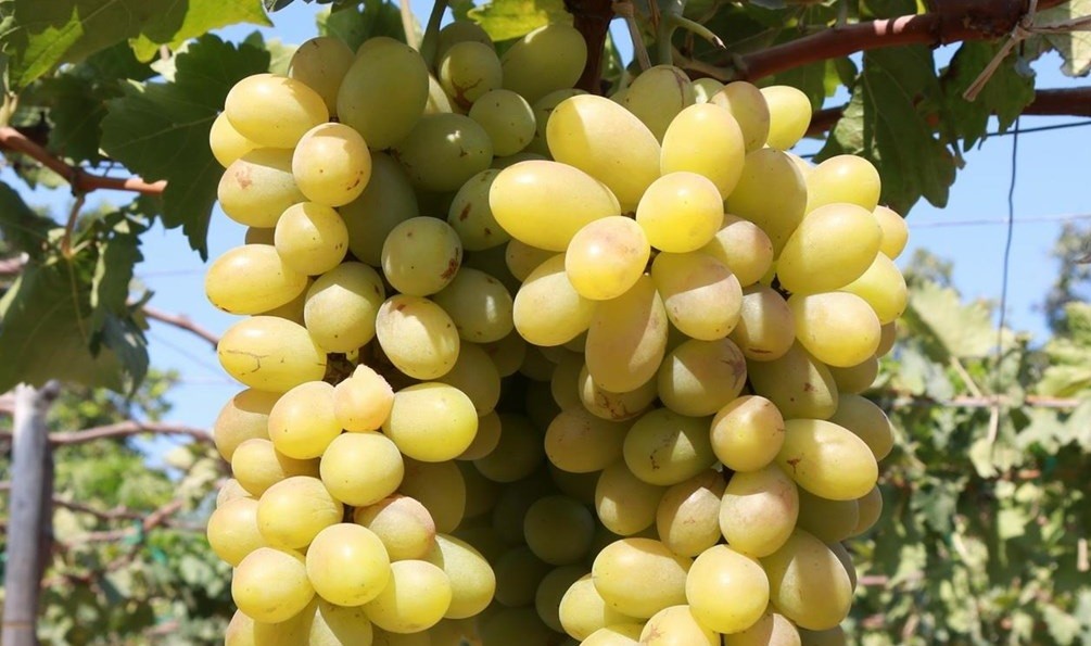 Ninh Thuận tập trung phát triển sản phẩm OCOP