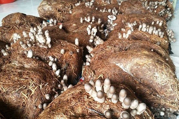Mô hình trồng nấm rơm đem lại hiệu quả kinh tế cho người dân