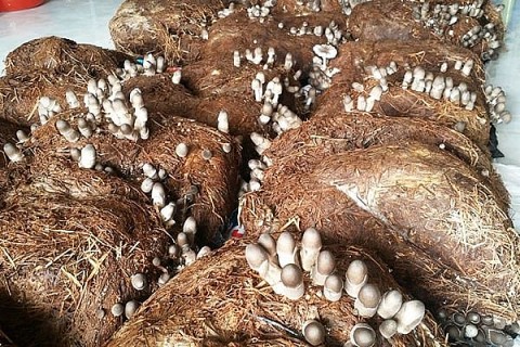 Mô hình trồng nấm rơm đem lại hiệu quả kinh tế cho người dân