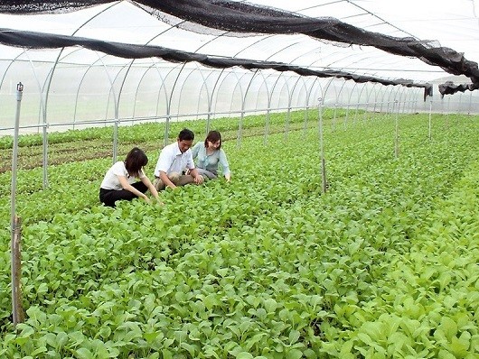 Hải Phòng: Phát triển trồng trọt hữu cơ hiệu quả, bền vững gắn với kinh tế tuần hoàn Hải Phòng: Phát triển trồng trọt hữu cơ hiệu quả, bền vững gắn với kinh tế tuần hoàn