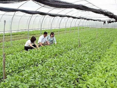 Hải Phòng: Phát triển trồng trọt hữu cơ hiệu quả, bền vững gắn với kinh tế tuần hoàn