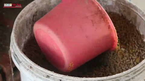 Mô hình chăn nuôi vịt biển Đông Xuyên, chuẩn hoá từ khâu chọn giống