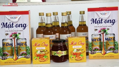 Nuôi ong mật bằng hoa rừng ngập mặn