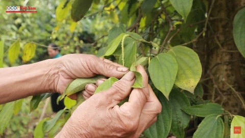 Quyết tâm giữ vững vùng nguyên liệu tiêu Cùa