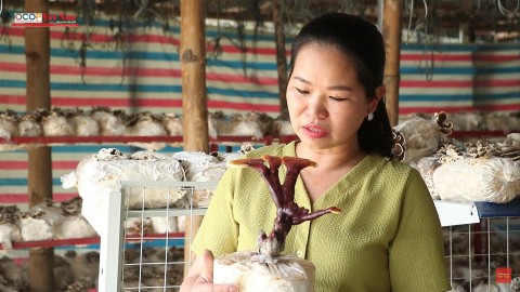 Triển vọng từ mô hình trồng nấm linh chi đỏ