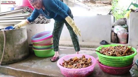 Trồng và chế biến cây dược liệu Yên Sơn